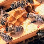 Expert Bee Extermination Services to Safeguard Your Property