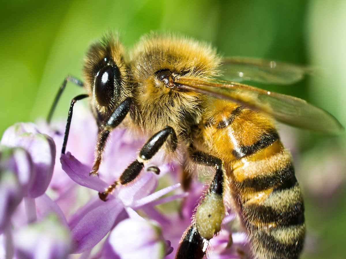 Solution écologique: extermination abeille et relocalisation de ruches