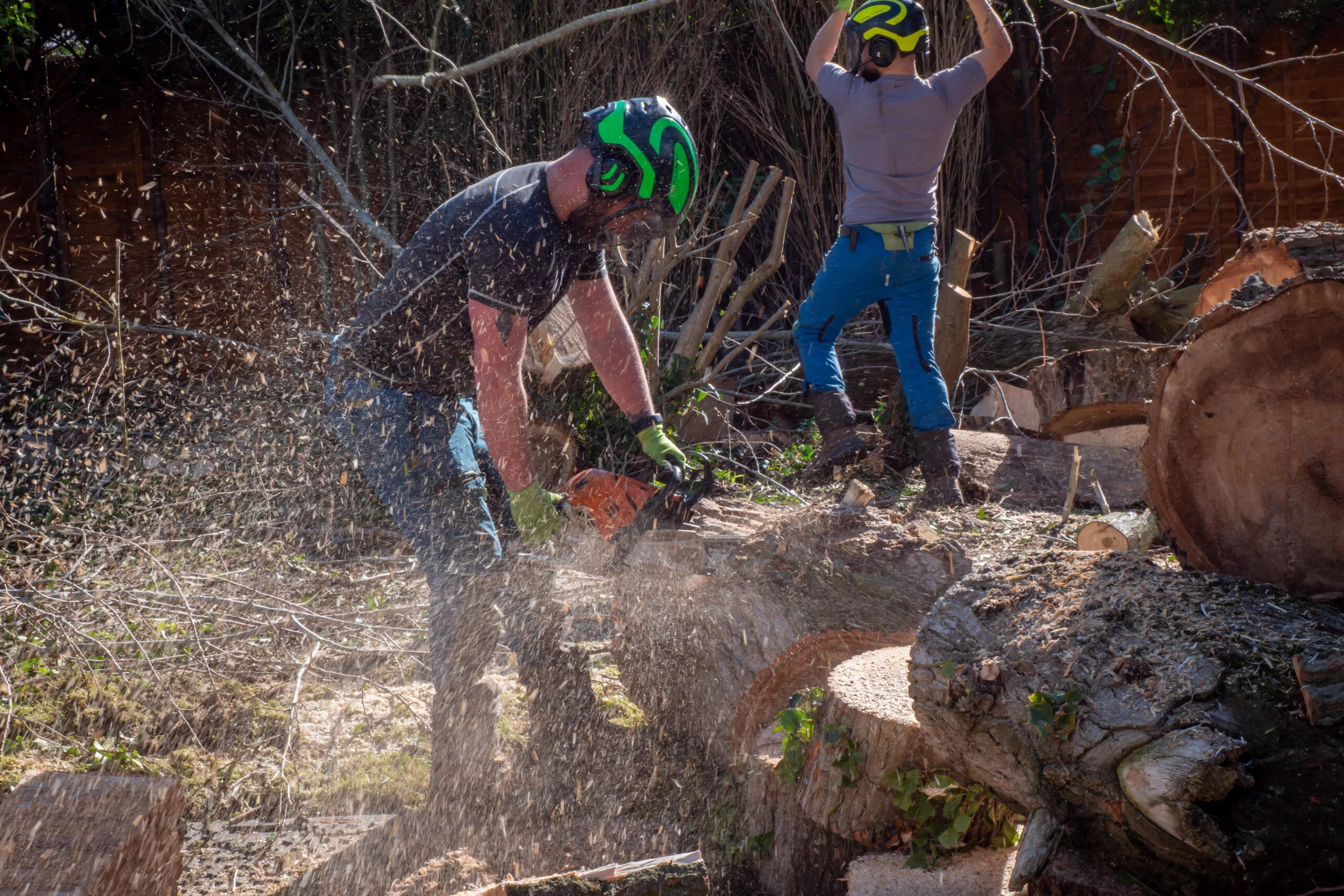 Common Tree Removal Mistakes and How to Avoid Them