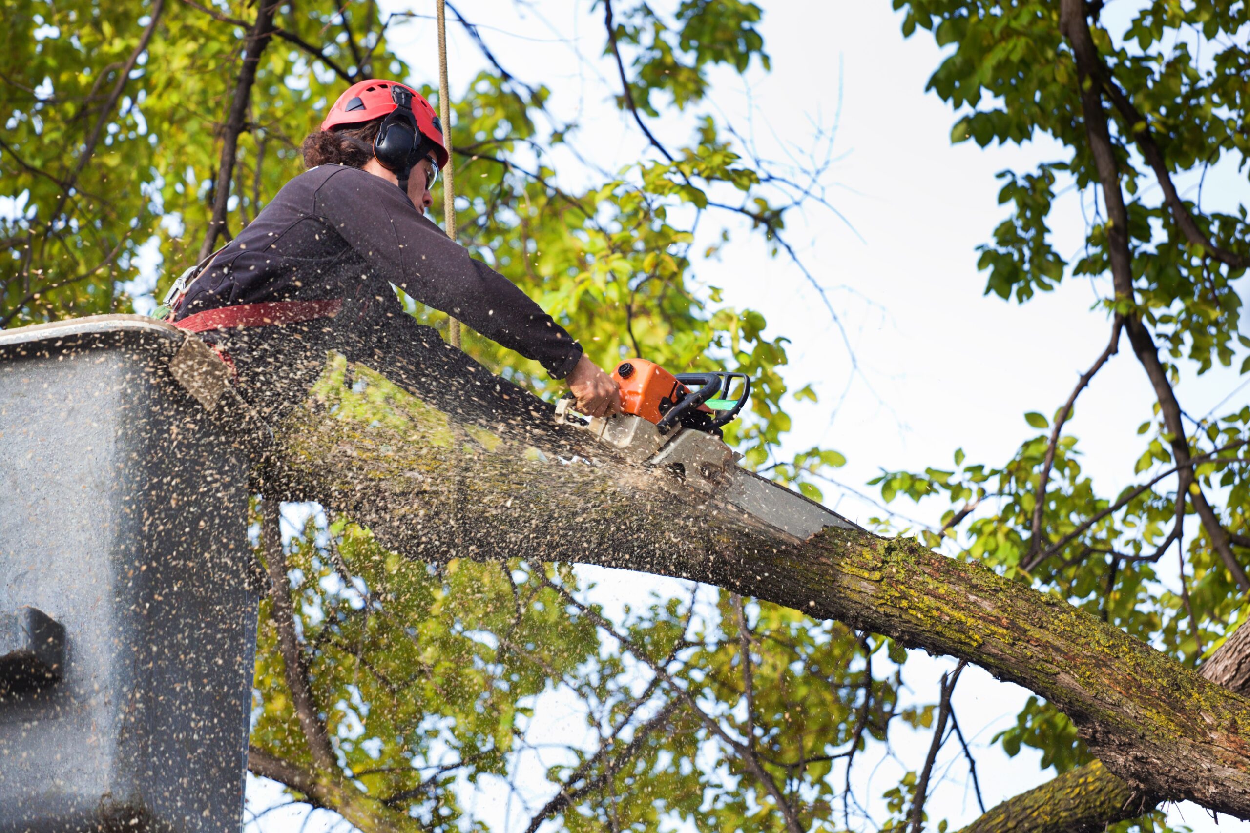 Ponce Tree Service