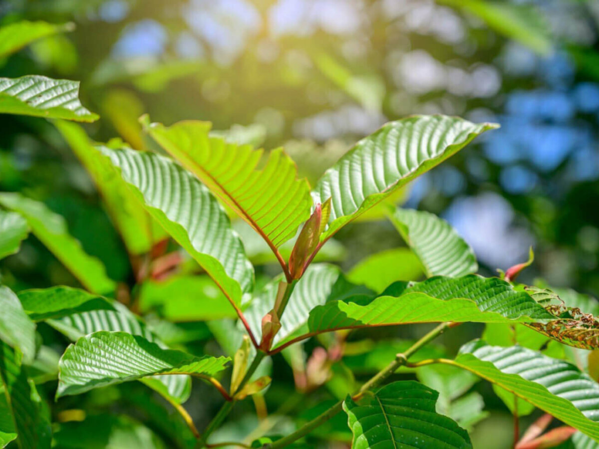 buy white thai kratom